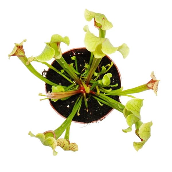 Exotenherz - Rörväxt - Sarracenia smoorii - Köttätande växt - 9 cm kruka