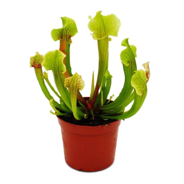 Exotenherz - Rörväxt - Sarracenia smoorii - Köttätande växt - 9 cm kruka