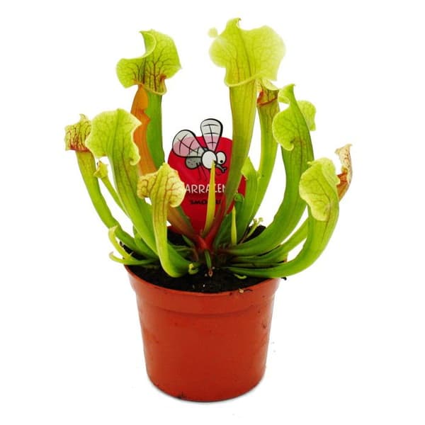 Exotenherz - Rörväxt - Sarracenia smoorii - Köttätande växt - 9 cm kruka