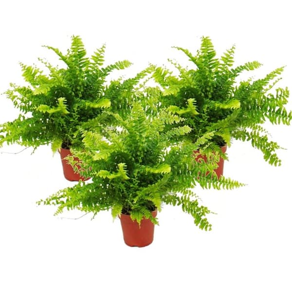 Exotenherz - Nephrolepis, set med 3 svärdormbunkar 12cm