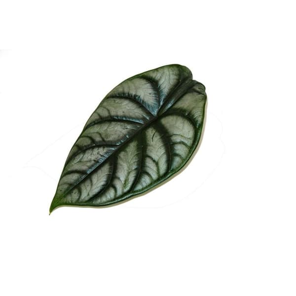 Alocasia baginda Silver Dragon - Tropical Root - Alocasia - Silver Dragonscale Arrow Leaf - 12cm kruka