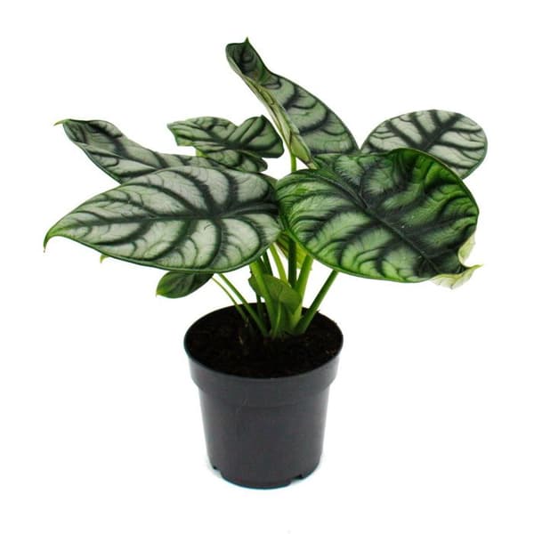 Alocasia baginda Silver Dragon - Tropical Root - Alocasia - Silver Dragonscale Arrow Leaf - 12cm kruka