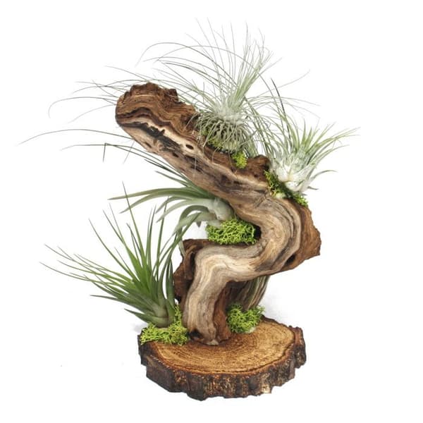 Tillandsia på trädrot - stor - 5 plantor