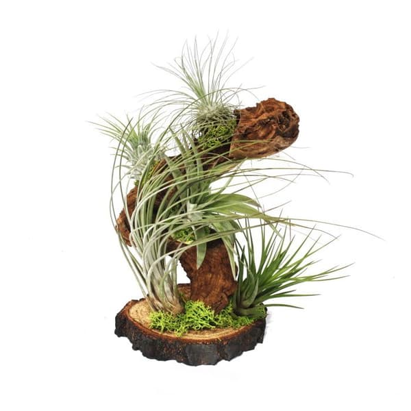 Tillandsia på trädrot - stor - 5 plantor