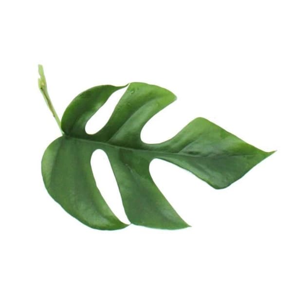 Exotenherz - Monstera minima - Fönsterbladkruka 12cm