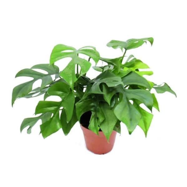 Exotenherz - Monstera minima - Fönsterbladkruka 12cm