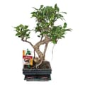 Miniatyrbild 2 av 2: Exotenherz - Kinesisk fikon Bonsai - Ficus retusa - ca. 6 år