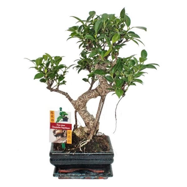 Exotenherz - Kinesisk fikon Bonsai - Ficus retusa - ca. 6 år