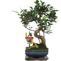 Miniatyrbild 1 av 2: Exotenherz - Kinesisk fikon Bonsai - Ficus retusa - ca. 6 år