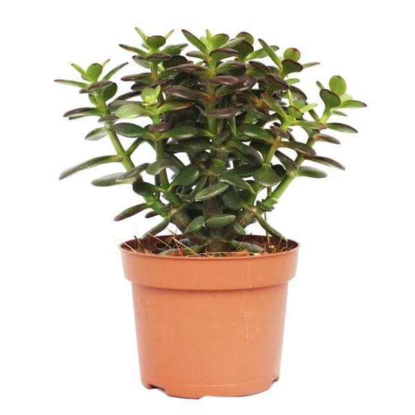 Crassula portulacea minor - Pfennigbaum - stor Pflanze im 12cm