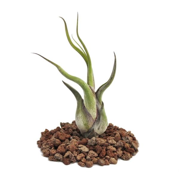 Tillandsia caput-medusae - fristående växt - liten