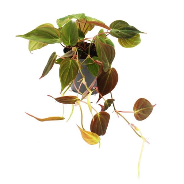 Philodendron micans - Dark Climbing Tree Friend - Kruka 12cm
