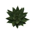 Miniatyrbild 2 av 2: Exotenhern - Suckulent - Gasteria D Due - Gasterie - kruka 8,5cm
