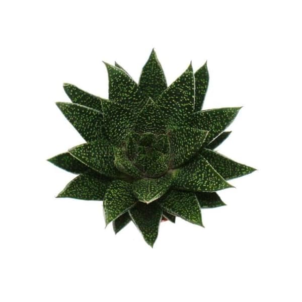 Exotenhern - Suckulent - Gasteria D Due - Gasterie - kruka 8,5cm