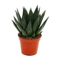Miniatyrbild 1 av 2: Exotenhern - Suckulent - Gasteria D Due - Gasterie - kruka 8,5cm