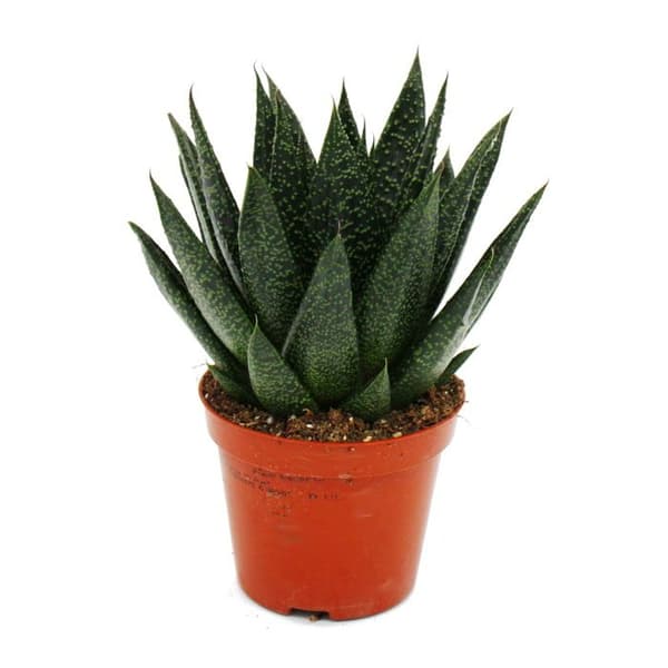 Exotenhern - Suckulent - Gasteria D Due - Gasterie - kruka 8,5cm