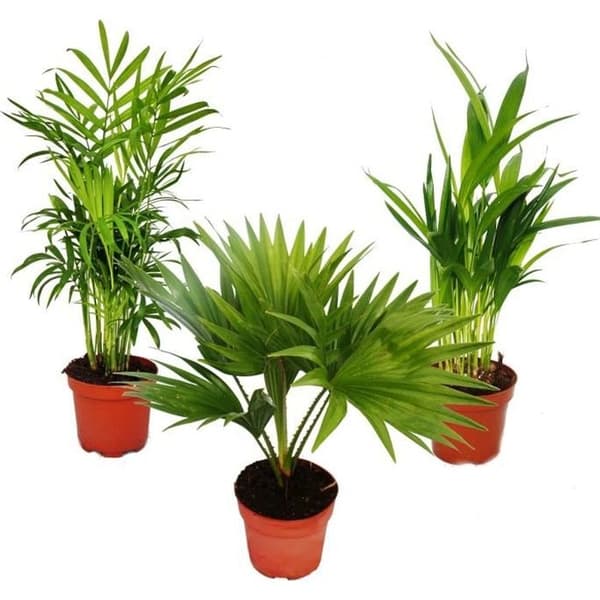 Room Palms - Set om 3 - Mountain Palm (Chamaedorea) - Fan Palm (Livistona) - Areca (Fruit Palm)