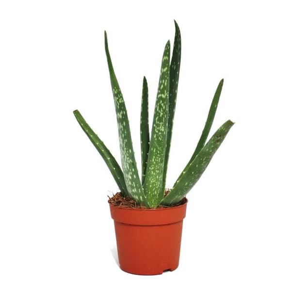 Exotenherz - Aloe vera - cirka 2 år - 10,5 cm kruka
