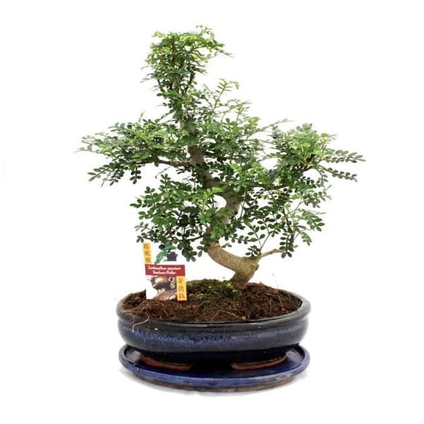 Szechuan Bonsai Pepper - Zanthoxylum piperitum - cirka 12-15 år gammal
