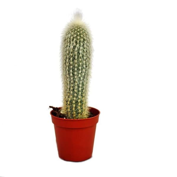 Cleistocactus strausii - Silverljus - i 5,5 cm kruka