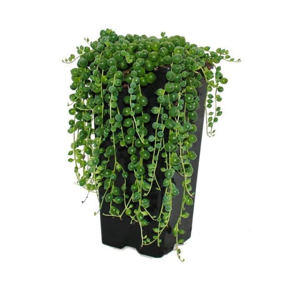 Grön ärta - Senecio rowleyanus 14cm kruka