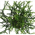 Miniatyrbild 2 av 2: Euphorbia tirucalli - Blyertskaktus - stor planta i 12cm kruka