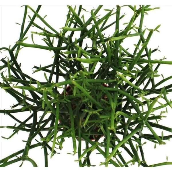 Euphorbia tirucalli - Blyertskaktus - stor planta i 12cm kruka