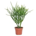Miniatyrbild 1 av 2: Euphorbia tirucalli - Blyertskaktus - stor planta i 12cm kruka