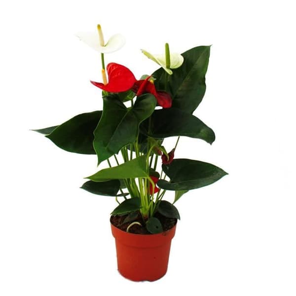 Flamingoblomma "Sierra Red &amp; Sierra White" tvillingar röd/vit kruka 14cm Anthurium andreanum