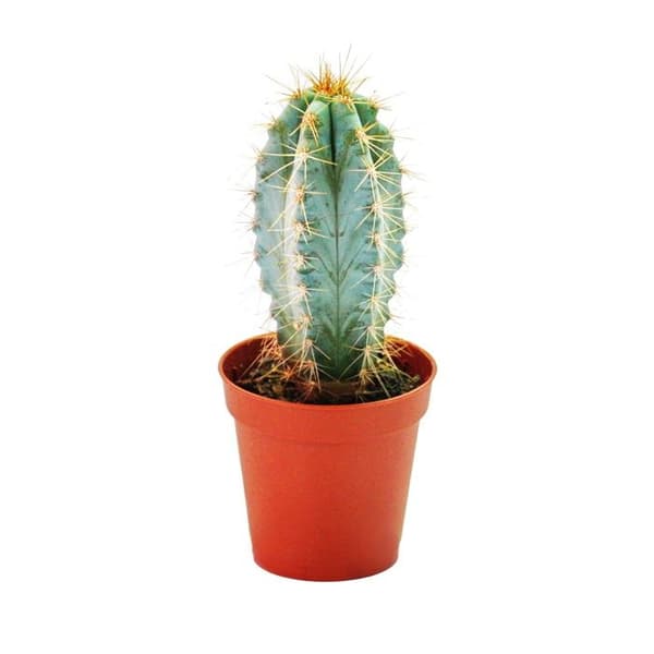 Pilosocereus azureus - liten planta i 5,5 cm kruka