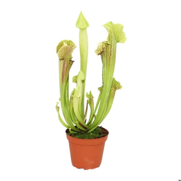 Rörväxt - Sarracenia - stor - 12cm kruka