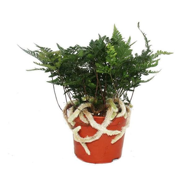 Tarantula Fern, Tarantula Fern, Spindel Fern, Humata tyermannii, Davallia, Krukväxt, 12cm kruka