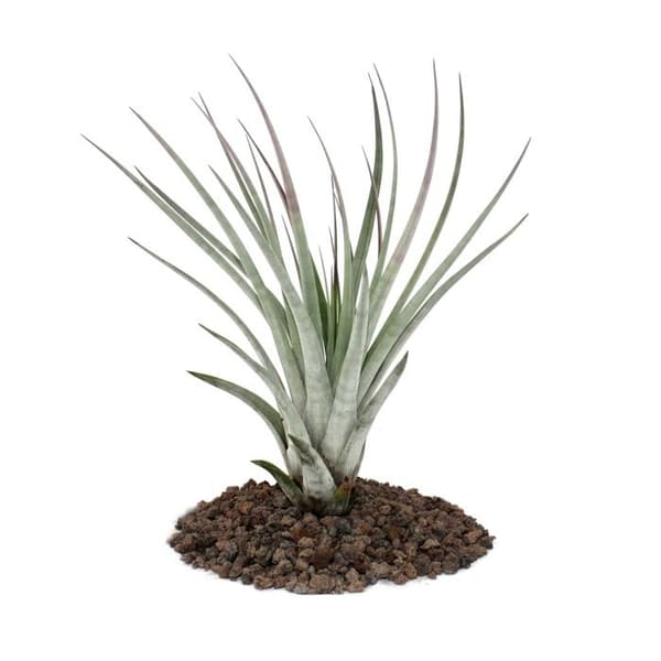Tillandsia fasciculata - lös växt - stor