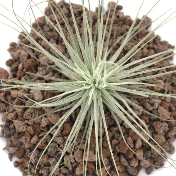 Tillandsia magnusiana - bulkväxt
