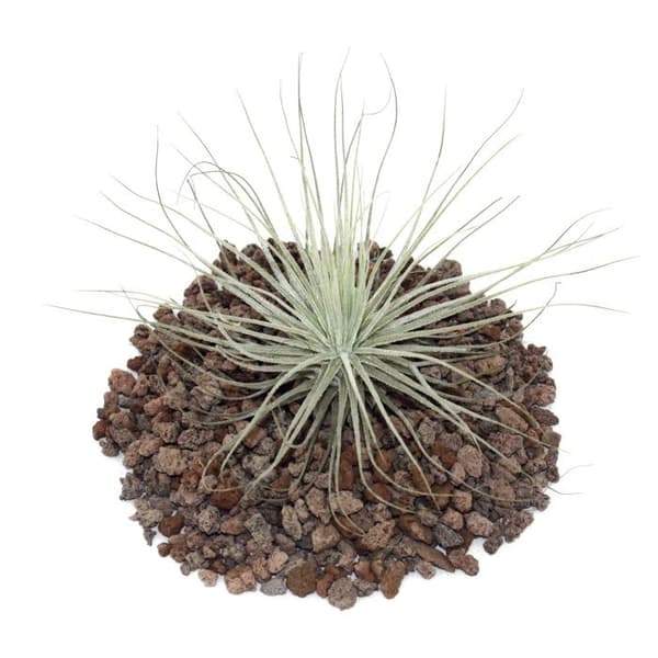 Tillandsia magnusiana - bulkväxt