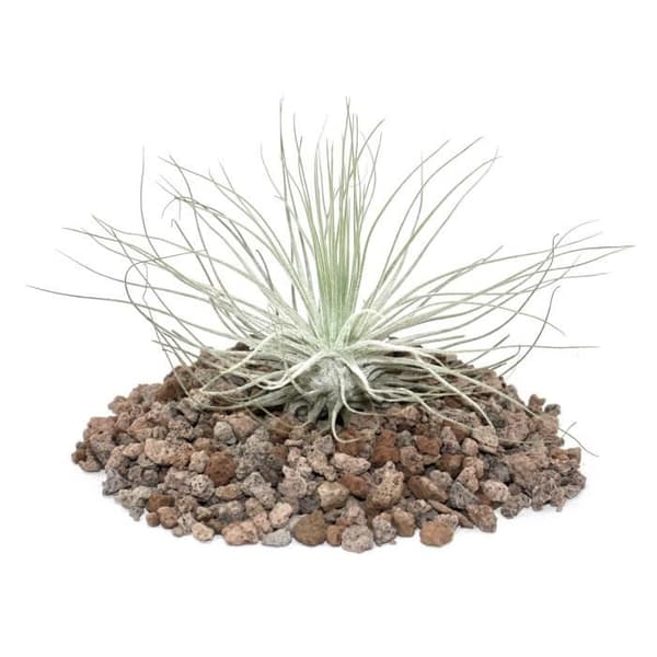 Tillandsia magnusiana - bulkväxt