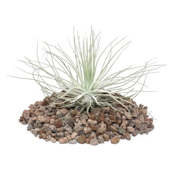 Tillandsia magnusiana - bulkväxt