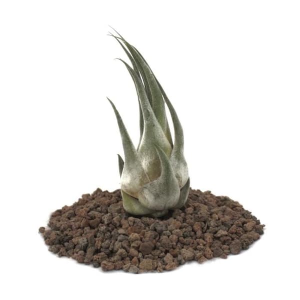 Tillandsia seleriana - fristående växt - liten