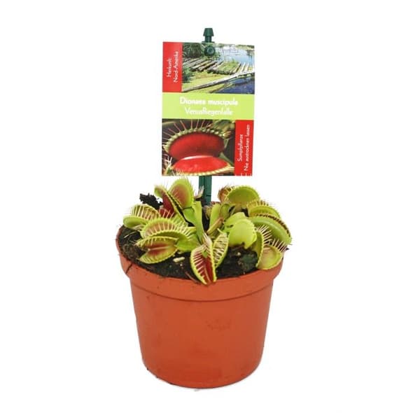 Venusfluga - Dionaea muscipula - 9cm kruka