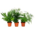 Miniatyrbild 1 av 4: Prydsparris - 3-pack - 3 olika sparrisplantor