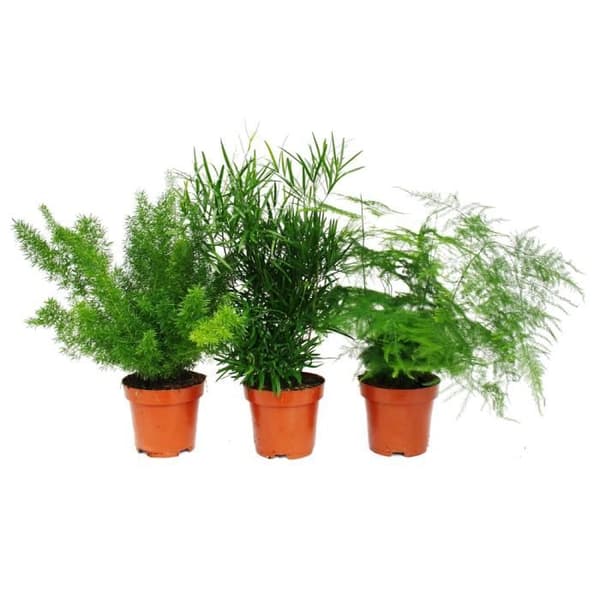 Prydsparris - 3-pack - 3 olika sparrisplantor
