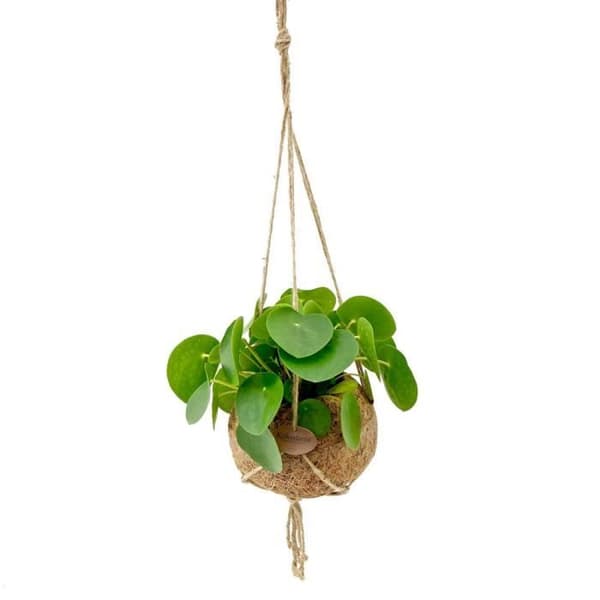 Exotenherz - Kokodama - lucky thaler i XL Kokodama behållare för upphängning - Pilea peperomioides - ca 17cm