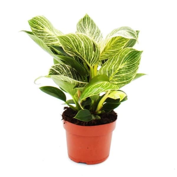 Philodendron White Wave - vitrandig trädvän - 12cm kruka
