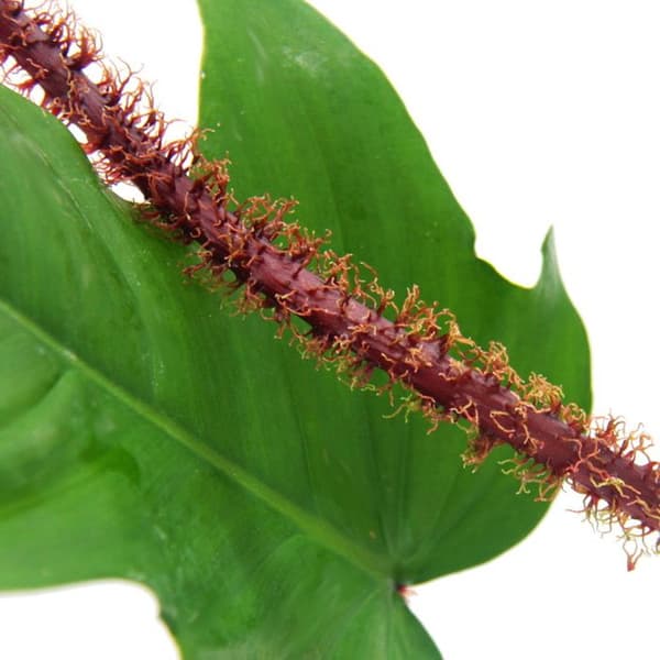 Philodendron squamiferum - den vilda vännen av rödnäveträdet - Kruka 12cm
