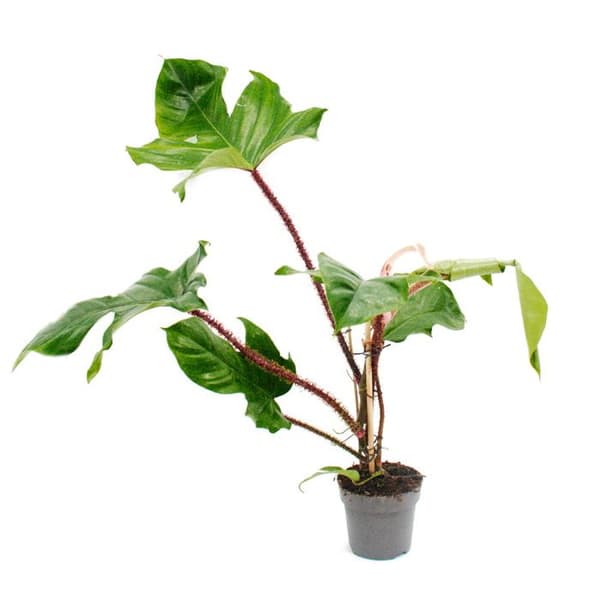 Philodendron squamiferum - den vilda vännen av rödnäveträdet - Kruka 12cm