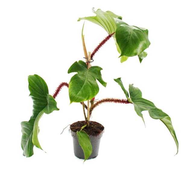 Philodendron squamiferum - den vilda vännen av rödnäveträdet - Kruka 12cm