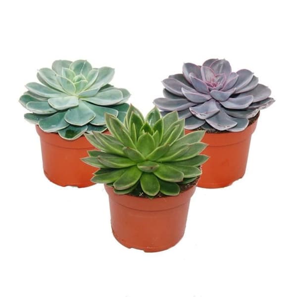 Set med 3 olika Echeverien i en 12cm kruka
