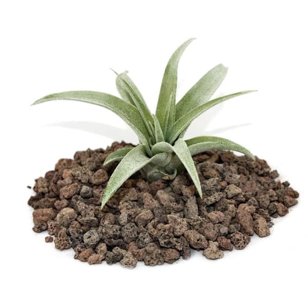 Tillandsia capitata - fristående växt - liten