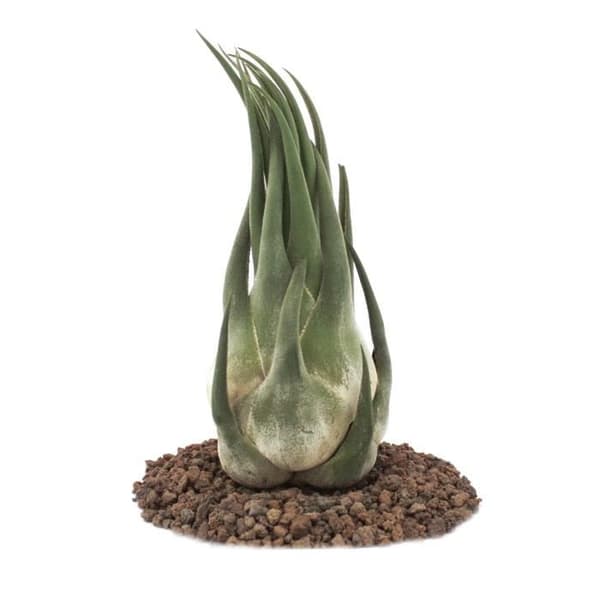 Tillandsia seleriana - fristående växt - extra stor