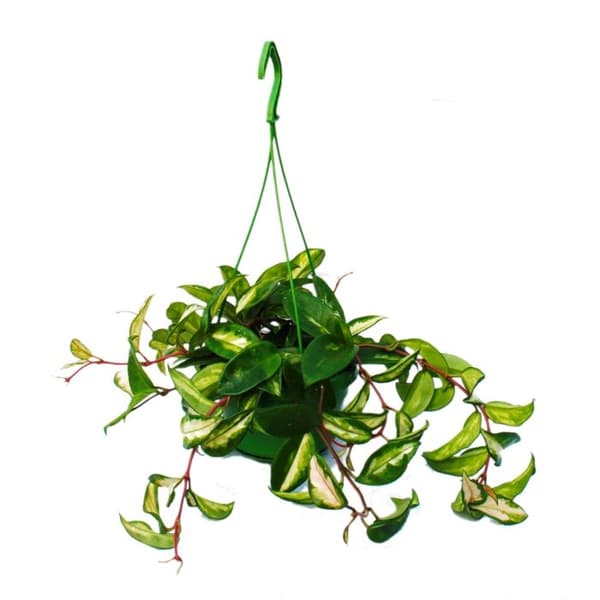 Exotenherz - Hängväxt inomhus - Hoya carnosa rubra - Porslinsblomma - Vaxblomma 14cm trafikljus